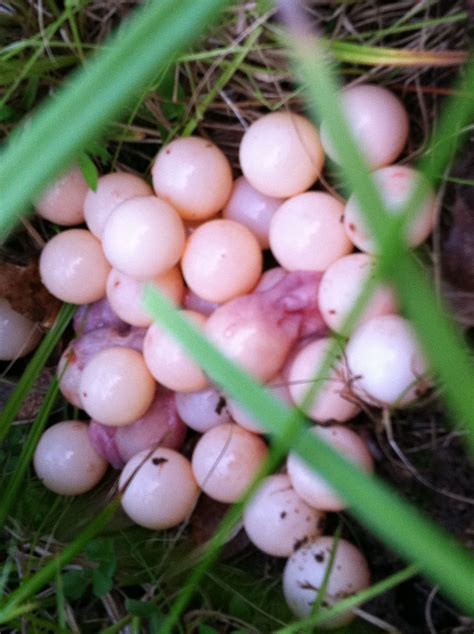 Snapping Turtle Eggs