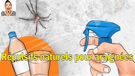 R Pulsifs Naturels Pour Araign Es Vous Ne Verrez Plus Jamais Une