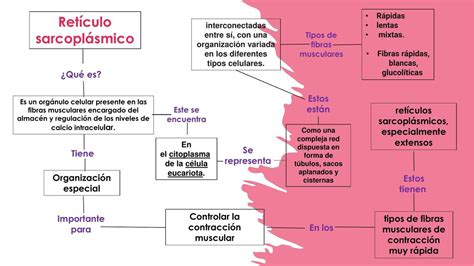 Sarcoplasmico Y Contracci N Muscular Nt Udocz