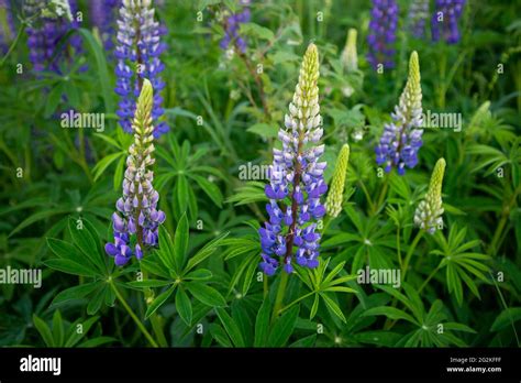 Arbusto De Lupino Fotografías E Imágenes De Alta Resolución Alamy