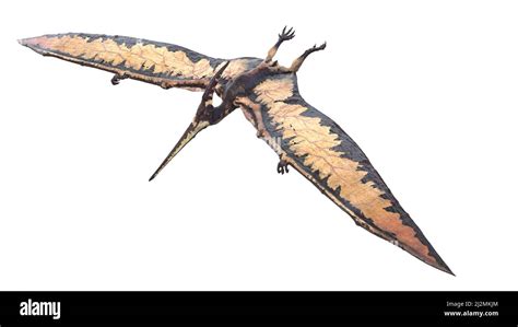 Pteranodon Illustration Hi Res Stock Photography And Images Alamy