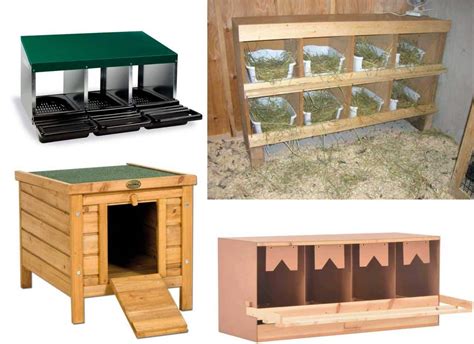 Ponederos Para Gallinas Comparativa Y Como Elegir El Mejor Ponedero