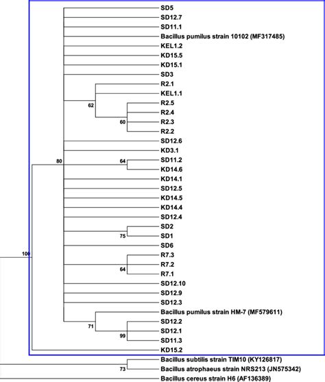 Phylogenetic Tree Constructed From A Maximum Likelihood Analysis Of