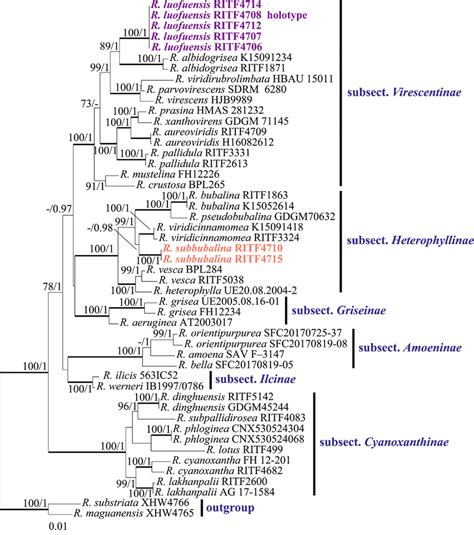 Phylogenetic Tree Of Based On The Its Nrls Mtssu Tef1 Dataset Species