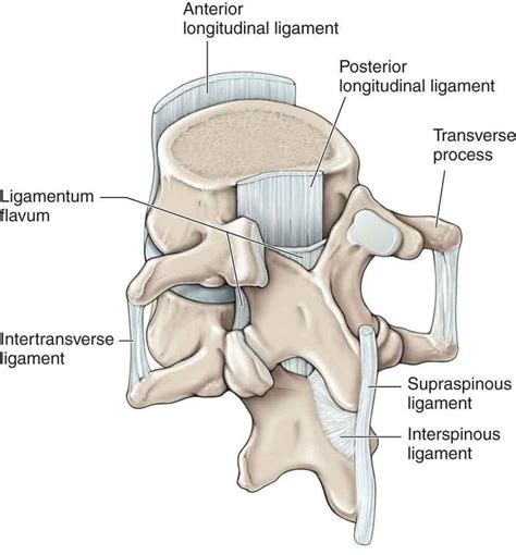 극상인대 supraspinous ligament, 극간인대 interspinous ligament, 횡돌기간 인대 ...