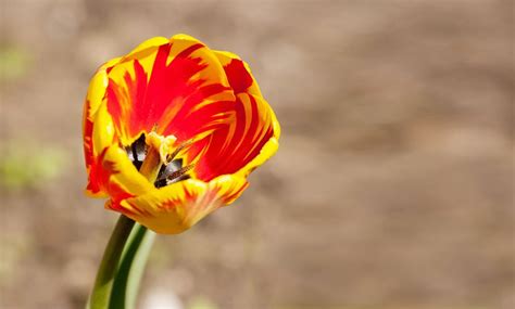 Macro Photo of a Pink Flower · Free Stock Photo