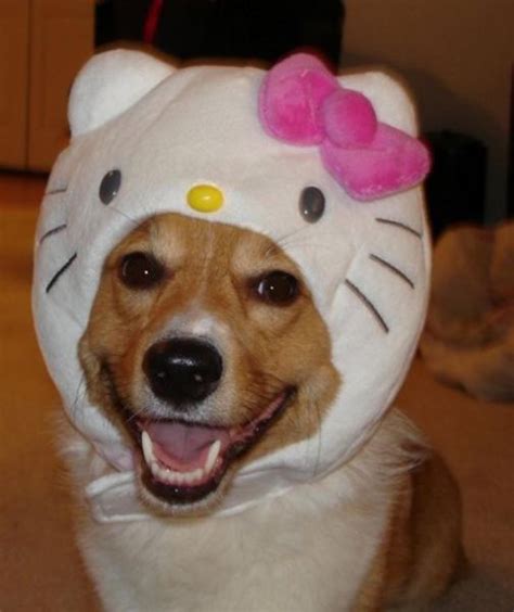 The Only Cute Corgi Halloween Costume Post (90 pics) - Izismile.com