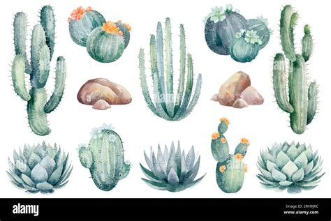 Watercolor Set Of Cacti And Succulent Plants Isolated On White