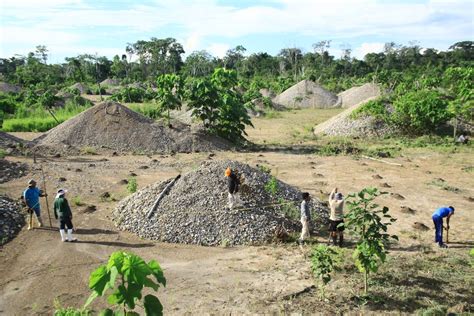 Los Suelos Degradados Por La Miner A Ilegal Vuelven A La Vida En La