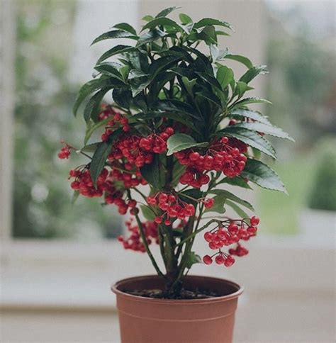 Money Tree Christmas Berry Lucky Plant With Free Plastic Pot