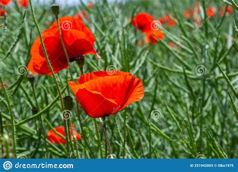 Common Names For Papaver Rhoeas Include Corn Poppy Corn Rose Field