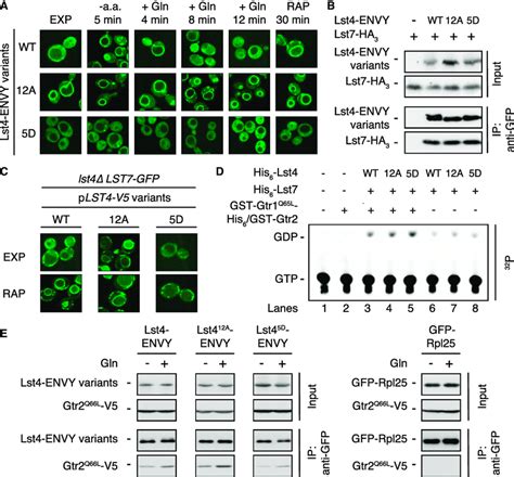 TORC1 Phosphorylation Sites Critically Control Lst4 Localization A