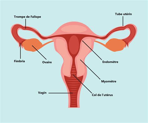 Utérus anatomie utérus Magicmaman