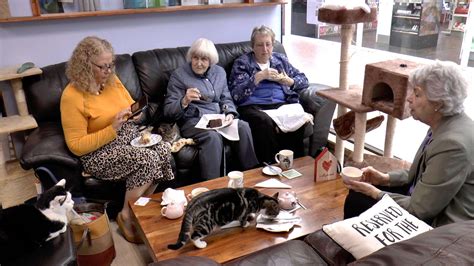 Pensioners Meet Feline Friends At Paws Cat Cafe In Tonbridge