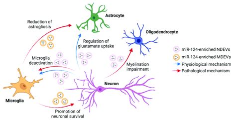 Schematic Representation Of The Potential Neuron Glia Interactions