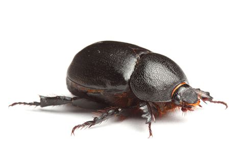 Dung Beetle Facts - CRITTERFACTS