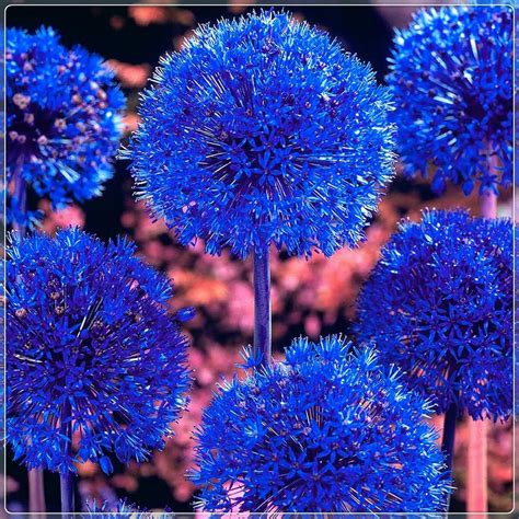 Bulbos Azules De Allium Para Plantar Allium Azureum Caeruleum 10