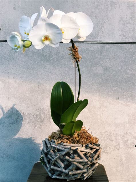 Phalaenopsis Orchid In Twiggy Basket The Lush Lily Brisbane Gold