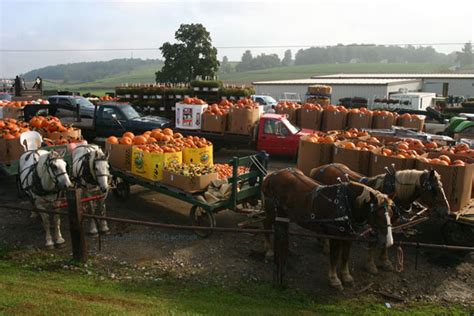 Mt. Hope Farmers Produce Auction - Ohio Amish Country