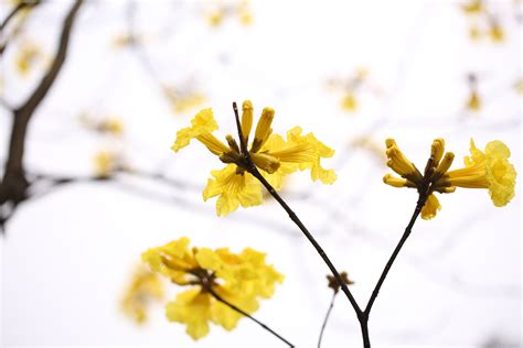 Free Images Tree Nature Outdoor Branch Blossom Sunlight Leaf