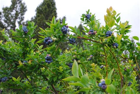 Harvest Sierra Cascade Blueberry Farm