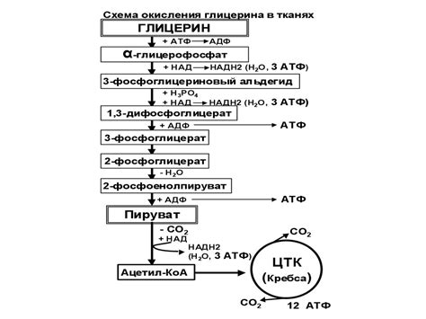 Липиды. Классификация липидов - презентация онлайн