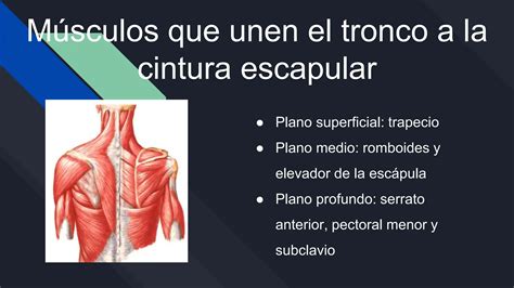 M Sculos De La Cintura Escapular Anatomia Ppt Descarga Gratuita