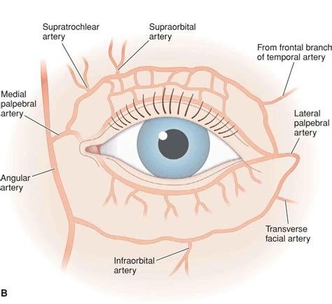 External Structure Of An Eye Anatomy