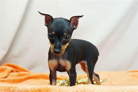 Cool Mini Doberman Puppies Sale References - Kinds of puppies