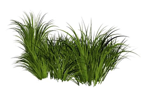 Beach Grass Png File Png Mart