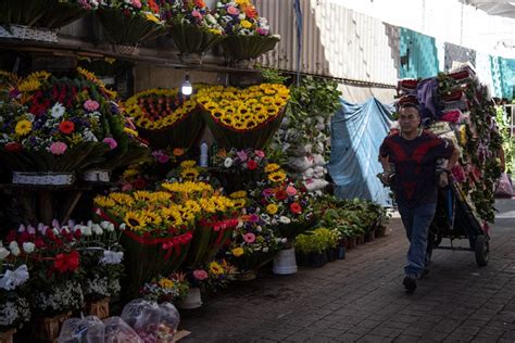 Details 100 Picture Plantas Mercado De Jamaica Abzlocal Mx