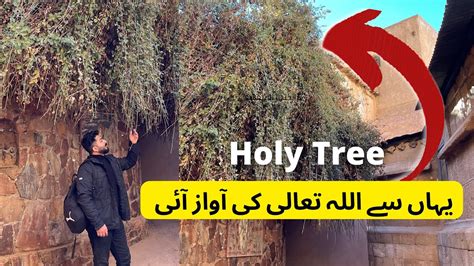 Koh E Toor Holy Tree Saint Catherine Mount Sinai Hazrat Musa Ka