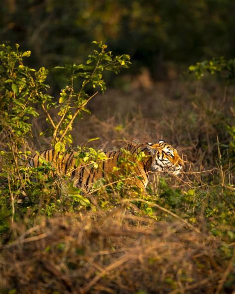 Wild Male Bengal Tiger Or Panthera Tigris Hiding In Grass And Stalking