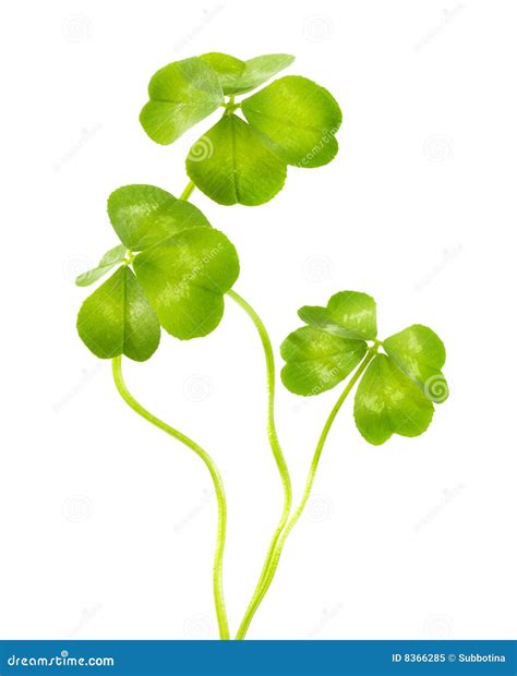 Lucky Clovers stock image. Image of floral, leaf, ireland - 8366285