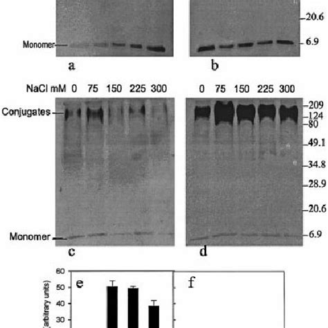 Effect Of Salt Stress On The Expression Of Ubiquitin And The