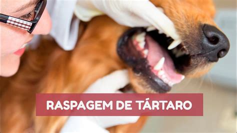 Como é feita a raspagem de tártaro nos cães YouTube