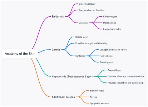 Anatomy Of Skin Layers Accessory Structures Sensory Receptors