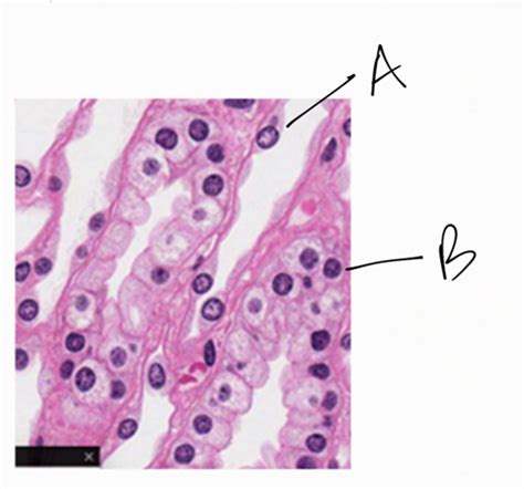 Histology Cells Epithelium Integument Connective Tissue Flashcards