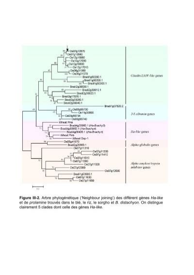 Figure III 2 Arbre Phylo