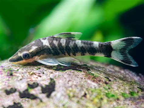 Otocinclus Cocama Zebra Otocinclus Bei Zoobox Online Kaufen Zoobox