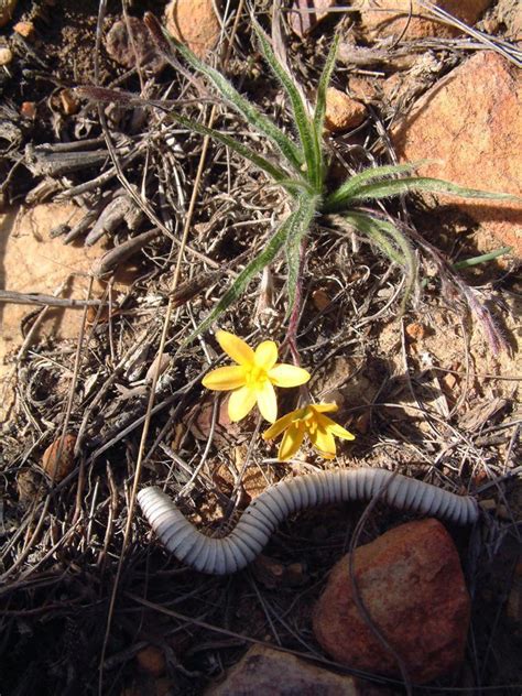 Woolly Stargrass From Greyton Loerkop On May By Klaus Wehrlin