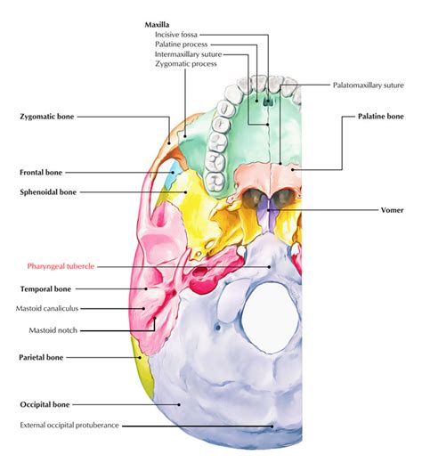 Pharyngeal Tubercle – Earth's Lab