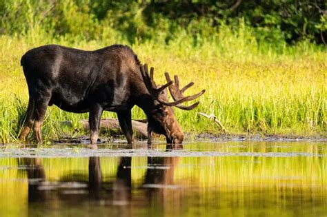 Elk vs Moose Comparison (what are the differences?) - World Deer