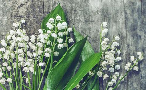 Lily Of The Valley Meaning Spiritual Symbolism For Your Life