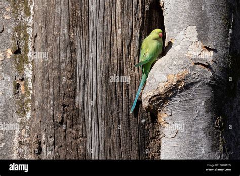 Periquito Ringneck Indio Fotograf As E Im Genes De Alta Resoluci N Alamy