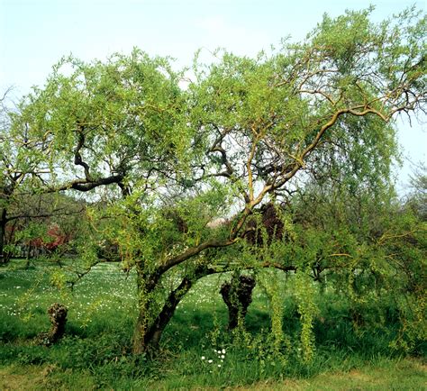 Saule Planter Et Tailler Ooreka