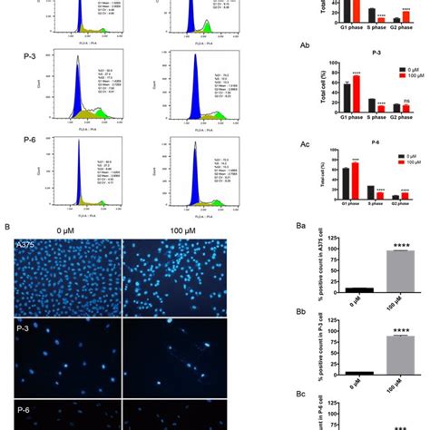 Propranolol Induced Cell Cycle Arrest And Apoptosis In Melanoma Cells