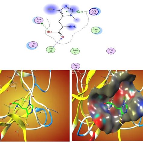 The 2d And 3d Molecular Docking Simulation Studies Of The Interaction