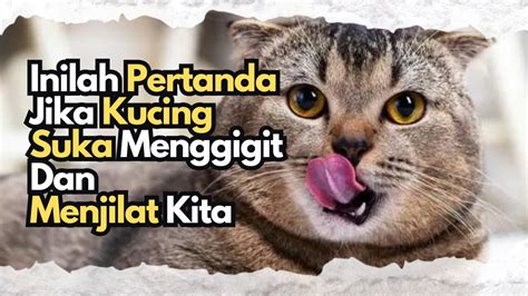 Kenapa Kucing Menggigit Tangan Kita Tidak Terduga Ternyata Ini