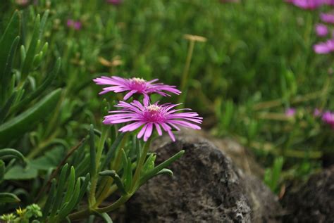 Mauve Plante Fleur Jardins De Photo Gratuite Sur Pixabay Pixabay